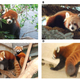 A and C are Chinese red pandas, while B and D are Himalyan red pandas.